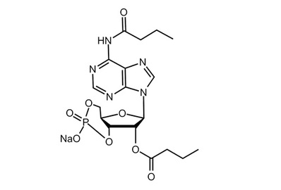 Dibutyryl-cAMP sodium salt, ≥99%